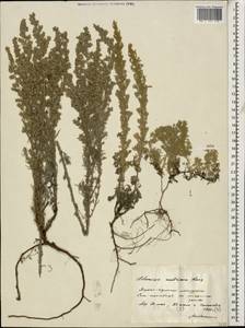 Artemisia austriaca Jacq., Caucasus, Stavropol Krai, Karachay-Cherkessia & Kabardino-Balkaria (K1b) (Russia)