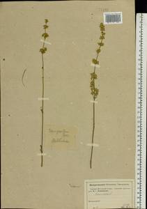 Silene borysthenica (Gruner) Walters, Eastern Europe, Moscow region (E4a) (Russia)