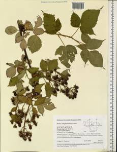 Rubus allegheniensis Porter, Eastern Europe, Central region (E4) (Russia)