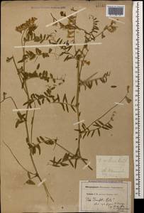 Vicia villosa Roth, Caucasus (no precise locality) (K0) (Not classified)