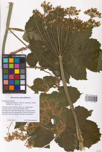 Heracleum sphondylium L., Eastern Europe, Central region (E4) (Russia)