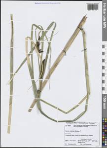 Carex rostrata Stokes, Siberia, Central Siberia (S3) (Russia)