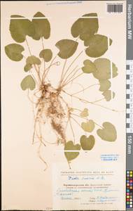 Viola suavis M. Bieb., Eastern Europe, North Ukrainian region (E11) (Ukraine)