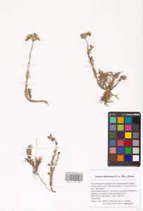 Sedum subulatum (C.A.Mey.) Boiss., Eastern Europe, Lower Volga region (E9) (Russia)