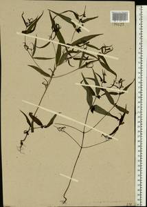Melampyrum pratense L., Eastern Europe, Central forest region (E5) (Russia)