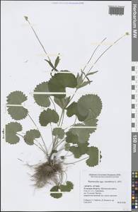 Ranunculus cassubicus L., Eastern Europe, Central region (E4) (Russia)