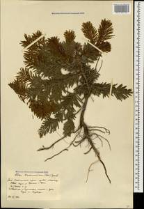 Abies nordmanniana (Steven) Spach, Caucasus, South Ossetia (K4b) (South Ossetia)