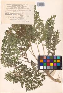 Xanthoselinum alsaticum (L.) Schur, Eastern Europe, West Ukrainian region (E13) (Ukraine)