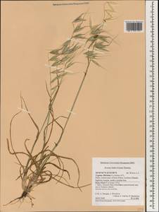 Avena sterilis subsp. ludoviciana (Durieu) Gillet & Magne, South Asia, South Asia (Asia outside ex-Soviet states and Mongolia) (ASIA) (Cyprus)