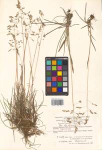 Poa lanata Scribn. & Merr., Siberia, Chukotka & Kamchatka (S7) (Russia)