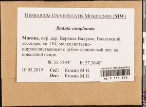 Radula complanata (L.) Dumort., Bryophytes, Bryophytes - Moscow City & Moscow Oblast (B6a) (Russia)