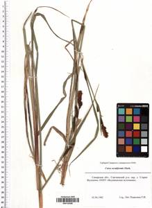 Carex acutiformis Ehrh., Eastern Europe, Middle Volga region (E8) (Russia)