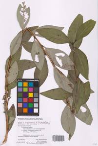 Populus ×moscoviensis Schröd., Eastern Europe, Central forest-and-steppe region (E6) (Russia)
