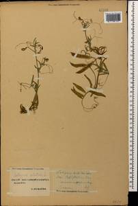 Lathyrus palustris L., Caucasus, Stavropol Krai, Karachay-Cherkessia & Kabardino-Balkaria (K1b) (Russia)