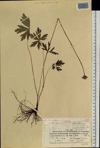 Trollius riederianus Fisch. & C.A.Mey., Siberia, Chukotka & Kamchatka (S7) (Russia)