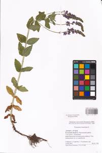 MHA 0 161 057, Veronica teucrium L., Eastern Europe, Central region (E4) (Russia)