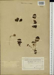 Rhodiola rosea L., Eastern Europe, Northern region (E1) (Russia)