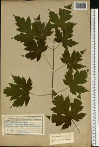 Acer saccharinum L., Eastern Europe, Moscow region (E4a) (Russia)