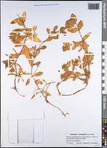 Honckenya peploides subsp. major (Hooker) Hultén, Siberia, Russian Far East (S6) (Russia)