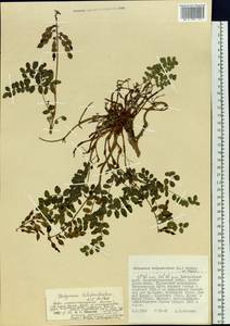 Hedysarum latibracteatum N.S.Pavlova, Siberia, Russian Far East (S6) (Russia)