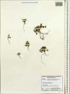 Cochlearia groenlandica L., Siberia, Chukotka & Kamchatka (S7) (Russia)