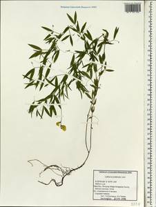 Lathyrus pratensis L., South Asia, South Asia (Asia outside ex-Soviet states and Mongolia) (ASIA) (China)