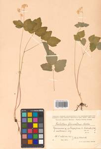 Thalictrum filamentosum Maxim., Siberia, Russian Far East (S6) (Russia)