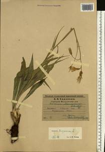 Pseudopodospermum hispanicum subsp. hispanicum, Eastern Europe, Middle Volga region (E8) (Russia)
