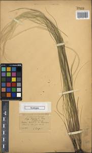 Stipa zalesskii Wilensky, Eastern Europe, Central forest-and-steppe region (E6) (Russia)