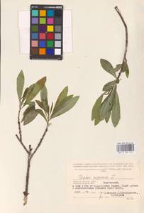 Daphne mezereum L., Eastern Europe, Western region (E3) (Russia)