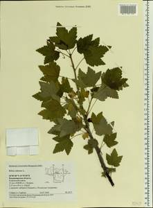 Ribes rubrum L., Eastern Europe, Central region (E4) (Russia)