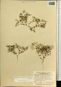 Saponaria floribunda (Kar. Kir.) Boiss., Mongolia (MONG) (Mongolia)