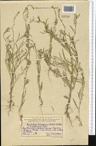 Litwinowia tenuissima (Pall.) Woronow ex Pavlov, Middle Asia, Western Tian Shan & Karatau (M3) (Kazakhstan)