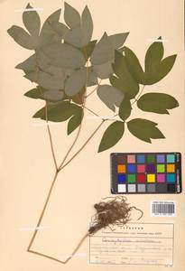 Caulophyllum robustum Maxim., Siberia, Russian Far East (S6) (Russia)