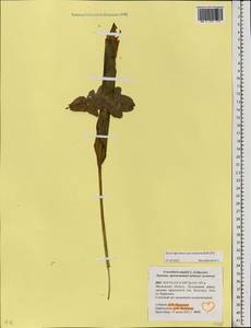 Convallaria majalis L., Eastern Europe, Moscow region (E4a) (Russia)