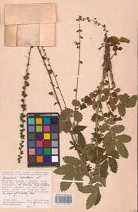 Agrimonia eupatoria L., Eastern Europe, Moldova (E13a) (Moldova)