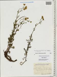 Tanacetum peucedanifolium (Sosn.) K. Bremer & Humphries, Caucasus, Stavropol Krai, Karachay-Cherkessia & Kabardino-Balkaria (K1b) (Russia)