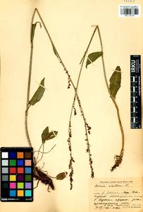 Rumex acetosa L., Siberia, Baikal & Transbaikal region (S4) (Russia)