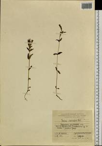 Gentianella auriculata (Pall.) J. M. Gillett, Siberia, Russian Far East (S6) (Russia)