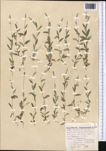 Xeranthemum longepapposum Fisch. & C. A. Mey., Middle Asia, Pamir & Pamiro-Alai (M2) (Uzbekistan)