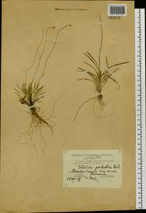 Tofieldia pusilla (Michx.) Pers., Siberia, Chukotka & Kamchatka (S7) (Russia)