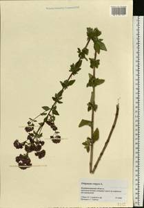 Origanum vulgare L., Eastern Europe, North-Western region (E2) (Russia)