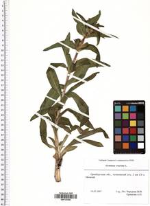 Gentiana cruciata L., Eastern Europe, Eastern region (E10) (Russia)