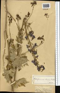 Delphinium iliense Huth, Middle Asia, Dzungarian Alatau & Tarbagatai (M5) (Kazakhstan)