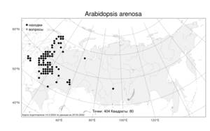 Arabidopsis arenosa (L.) Lawalrée, Atlas of the Russian Flora (FLORUS) (Russia)