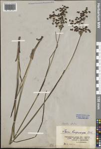 Juncus atratus Krock., Eastern Europe, Central forest-and-steppe region (E6) (Russia)