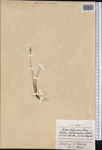 Festuca baffinensis Polunin, America (AMER) (Canada)