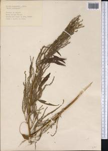 Amaranthus australis (A. Gray) Sauer, America (AMER) (Cuba)