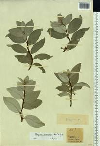 Elaeagnus commutata Bernh. ex Rydb., Eastern Europe, Estonia (E2c) (Estonia)