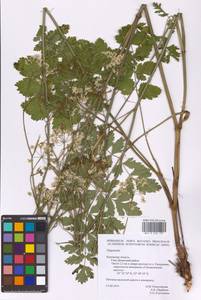 Pimpinella, Eastern Europe, Central region (E4) (Russia)